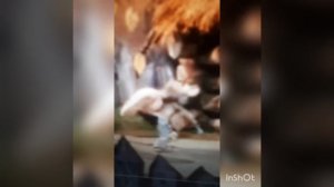 Волк и телёнок поют песню Расскажи снегурочка где была ?