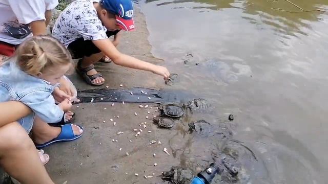 Нашли пруд с черепахами🐢 Никита, Женя и Дима кормят черепах колбасой смотреть онлайн