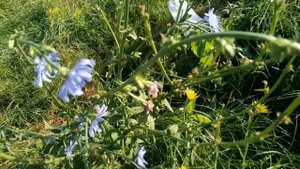 Цикорий обыкновенный - Лекарственные растения. Лечебные травы