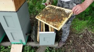 и такое бывает с молодыми матками при облете