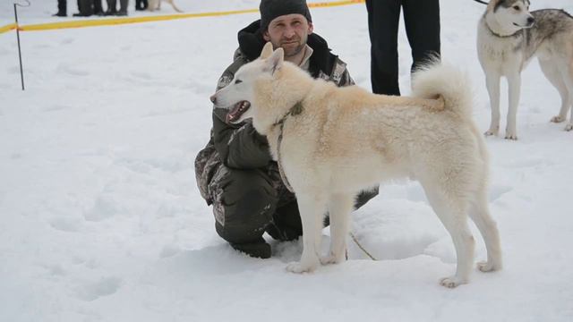 описание кобелей старшей группы смотреть онлайн