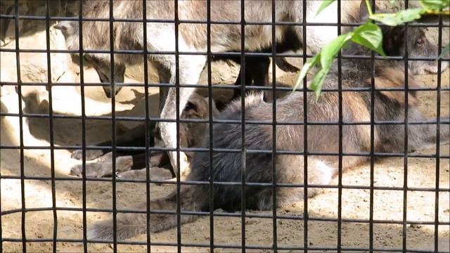 Чёрные волки и волчата 27.07.2020
