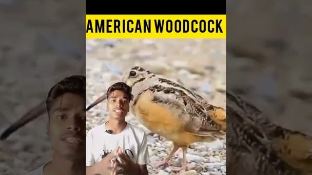 Ak bird nachkar  bhrata h apna pet #a2motivation #Americanwoodcock