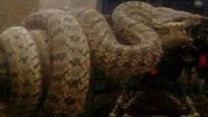 Огромная(Гиганская) змея на Кавказе