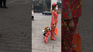 Собака, которая ходит на двух ногах, стала звездой интернета?