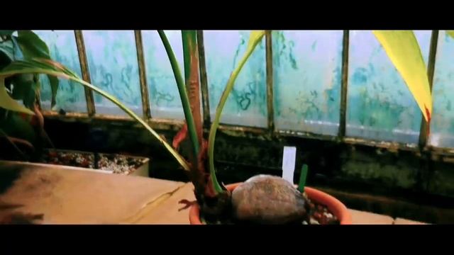 Exploring the top Attractions of London's Kew Gardens || London most attractive kew gardens смотреть онлайн