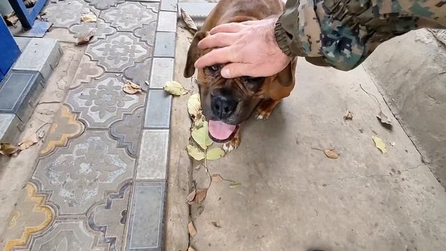 Собака немецкий боксер меня не слушает, а дурачится. смотреть онлайн