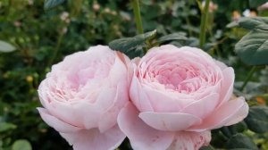 Ароматные розы Дэвида Остина