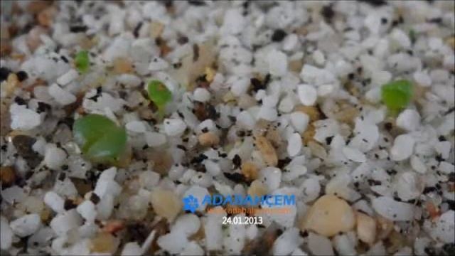 Titanopsis From Seed - Tohumdan Titanopsis смотреть онлайн