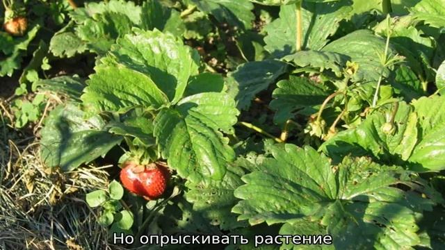 Вертициллезное увядание клубники: лечение смотреть онлайн