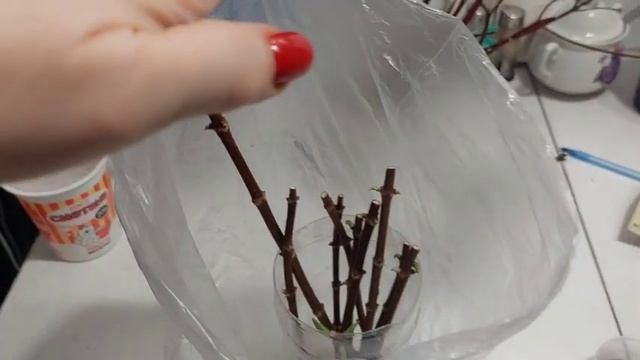 Что делать,если почки засыхают?Переувлажнили  или пересушили?