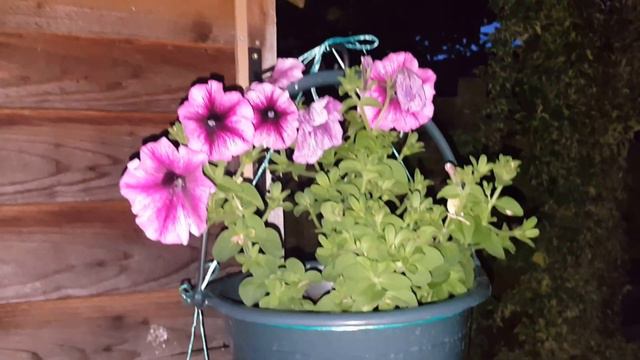 Cад-огород своими руками в Лондоне смотреть онлайн