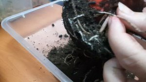 Пересадка гиппеаструма из магазина.