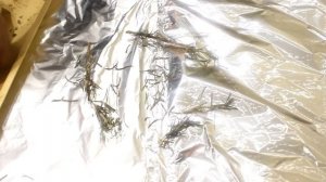 Козлятина в духовке.