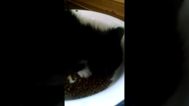 Когда Мейн-куны начинают кушать сухой корм. When Maine Coons Begin To Eat Dry Food