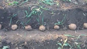ПОСАДКА КАРТОШКИ БЕЗ ЛОПАТЫ - быстро, легко и спина не болит!!))