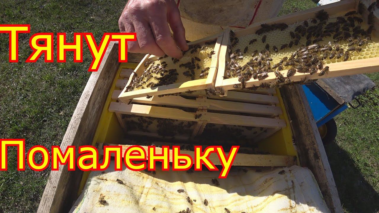 Обстановка в магазинах. Расширяем, ставим вощину для Мини +