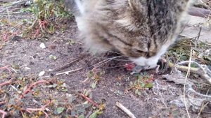 Кошка ест мышку (с кровью и хрустом)