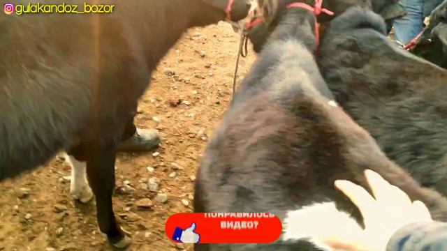 Гулакандоз Пайшанба Молбозори.Бокма Новвос Ва Гуножилар Нархлари