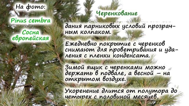 Сосна – ПРИВИКА и ЧЕРЕНКОВАНИЕ. Как правильно размножать сосну