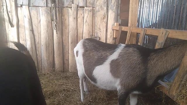 Альпийские Козы в нашем хозяйстве // Как выбрать козу с вкусным молоком // С.Х.У смотреть онлайн