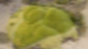 АЗОРЕЛЛА  (AZORELLA)  сем.  Зонтичные