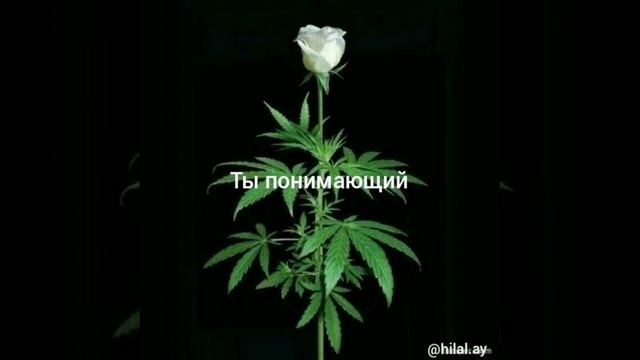 Ислам цитаты.Islam sitata.Цитата.