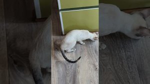 Это невозможно.Ориентальная кошка,течка.