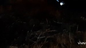 Заготовка крапивы для свиней на зиму. Harvesting nettles for pigs for the winter.