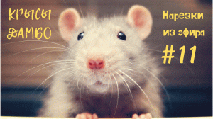 НАРЕЗКИ ИЗ ЭФИРА | КРЫСЫ #11