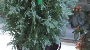 Кипарис Элвуди и холодное лето