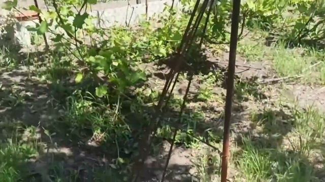 СДЕЛАЛ НА ДАЧЕ ВСЁ ЧТО СМОГ?/ТЕПЛИЦА - КРАСАВИЦА ?❤ смотреть онлайн