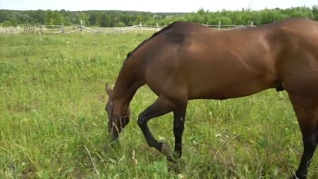 Продажа ахалтекинских лошадей.Sales of Akhal-Teke horses http://akhaltekellc.com смотреть онлайн