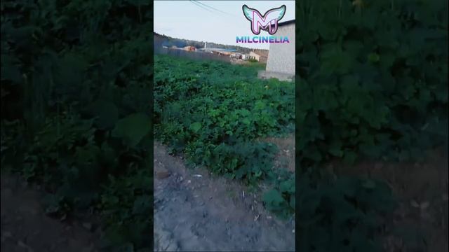 Атака голубей Ястреба-тетеревятника. Голуби: Али Гаюрова. Ястреб забрал голубя но Али отбил руками. смотреть онлайн