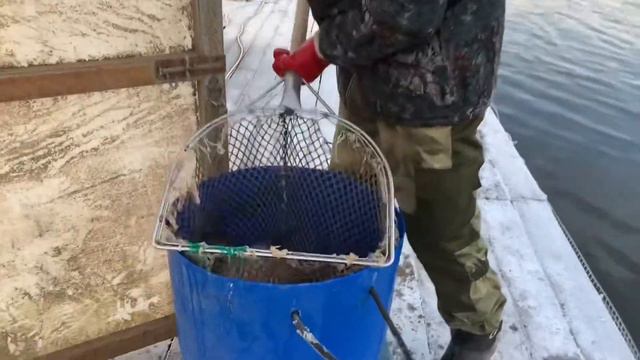 23.11 РК Фишка Данилово, зарыбление форелью смотреть онлайн