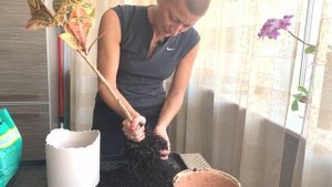 Пересадка Кодиеума - на что обратить внимание