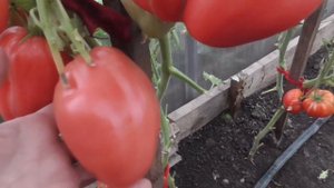 Редкий томат ЗАГАДКА ДОЛИНЫ РОЗ. Обзор. Ольга Чернова.