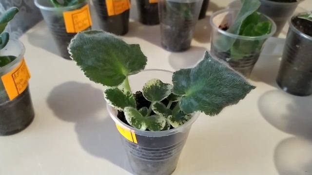 ФИАЛКИ. МОИ НОВИНКИ. ОБЗОР. смотреть онлайн