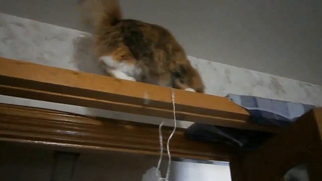 Бесстрашная кошечка Марыся играет под потолком. Для сибирских бобтейлов это не высота. смотреть онлайн
