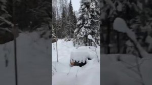 Проверка кулёмок в тайге. Республика Коми. #природа#лес#тайга#зима#охота#промыселкуницы#красота