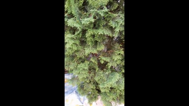 Топиарная стрижка туи Колумна смотреть онлайн