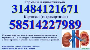 Надпочечники. Гормоны надпочечников.
