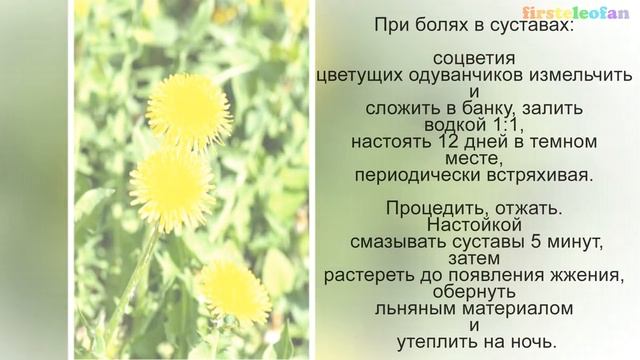 Одуванчик - лечение и полезные свойства смотреть онлайн