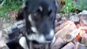 как готовить собаку на огне