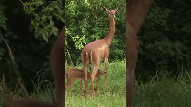 Gerenuk and baby