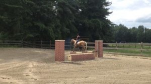 Rummy Palomino horse for sale