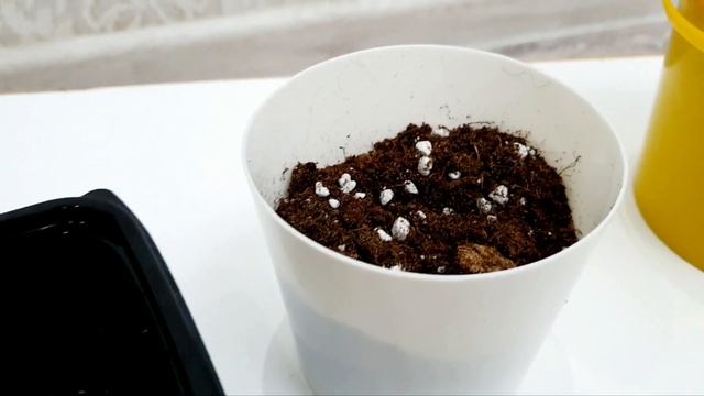 "Пеперомия Россо" гүлінің күтімі мен өсірілуі. смотреть онлайн