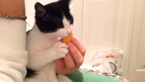 Милый черно белый котик кушает мандарин cat eats tangerines