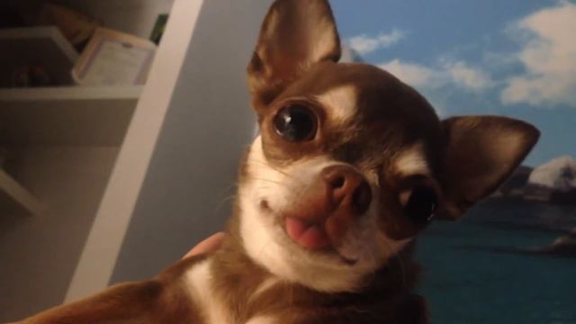 Чихуахуа хочет гулять. Chihuahua wants to walk