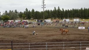 США / РОДЕО В АМЕРИКЕ/БЕШАННЫЕ ЛОШАДИ И БЫКИ/RODEO CHENEY/